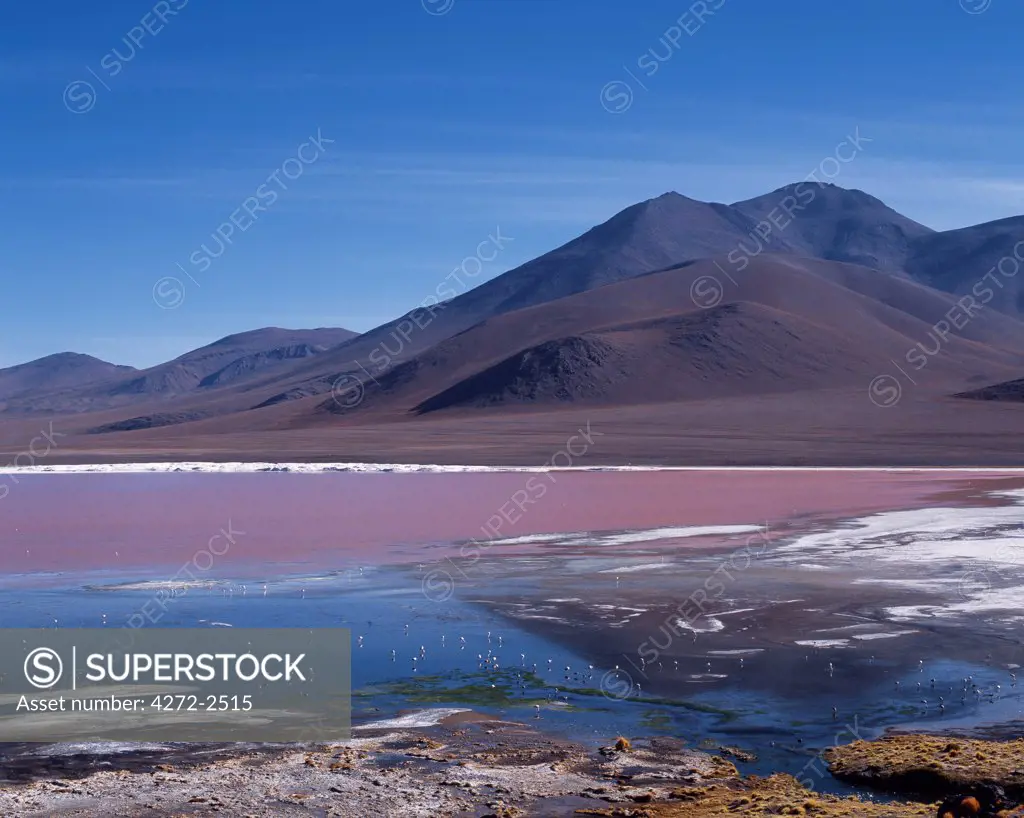 Flamingos feed on the algae-rich waters of Laguna Colorada.  The distinctive red colour of this high altitude lagoon is due to the high concentration of algae whilst deposits of borax form a white fringe to the lake.  Colorada is the biggest nesting site of the rare James flamingo and also hosts large concentrations of Chilean and Andean flamingos.