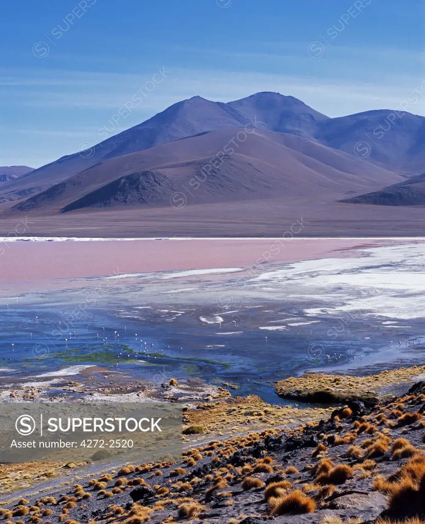 Flamingos feed in the algae-rich waters of Laguna Colorada.  The distinctive red colour of this high altitude lagoon is due to the high concentration of algae whilst deposits of borax form a white fringe to the lake.  Colorada is the biggest nesting site of the rare James flamingo and also hosts large concentrations of Chilean and Andean flamingos.