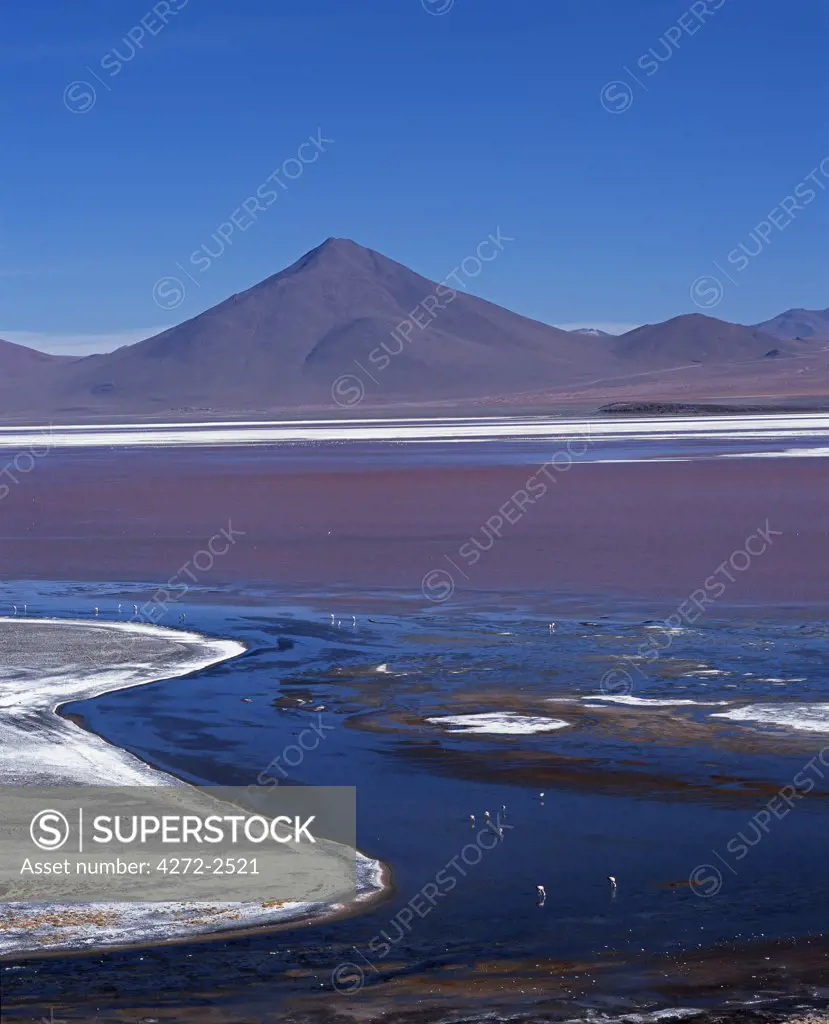 Flamingos feed in the algae-rich waters of Laguna Colorada.  The distinctive red colour of this high altitude lagoon is due to the high concentration of algae whilst deposits of borax form a white fringe to the lake.  Colorada is the biggest nesting site of the rare James flamingo and also hosts large concentrations of Chilean and Andean flamingos.