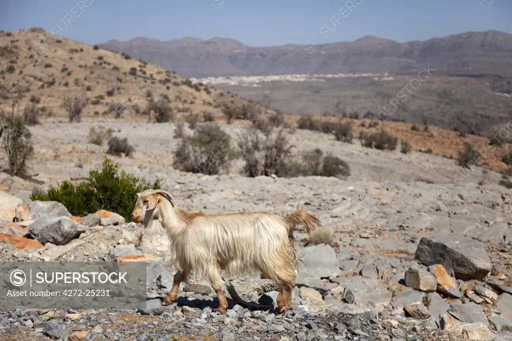 Oman, Al Jabal Al Akhdar. View across plateau in Al Jabal mountains.
