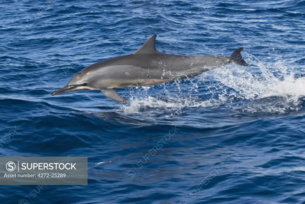 South Pacific, Fiji, Kadavu. Spinner Dolphin (Family: Delphinidae, Species: Stenella longirostris) leaping from the water near coral reefs on Dravuni Island.
