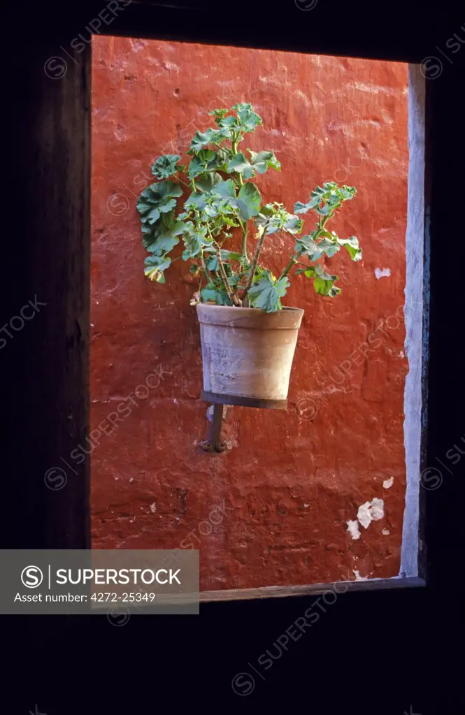 Detail of a geranium pot through a window.