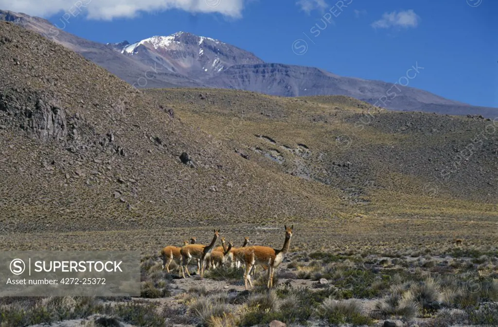 Vicuna (wild members of llama family) on High Plateau between Arequipa and Colca Canyon