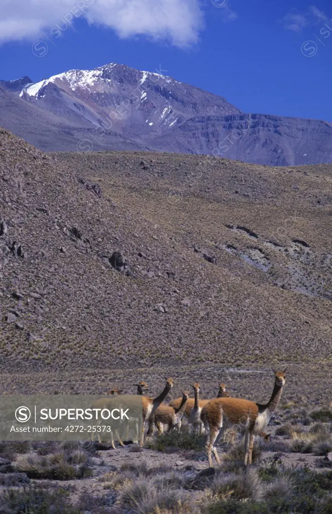 Vicuna (wild members of llama family) on High Plateau between Arequipa and Colca Canyon.