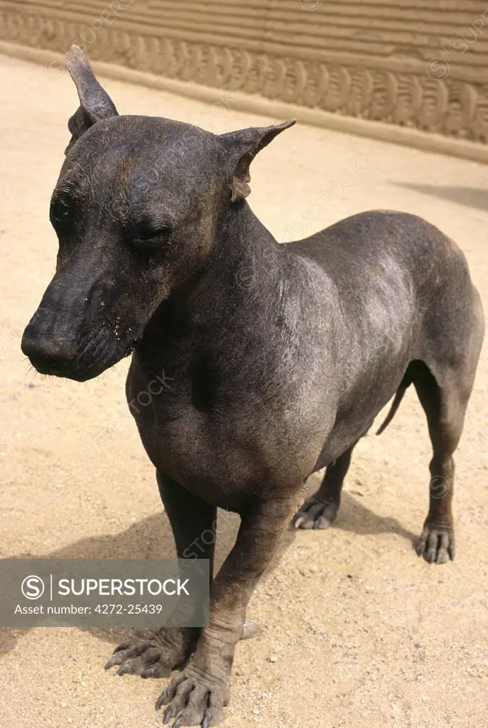 A Peruvian hairless dog helps guard the Chimu site of Chan Chan in northern Peru. This breed is thought to have been around before the Incas and served as a lap dog (the breed is warm to the touch) and a source of meat for Peruvian nobility