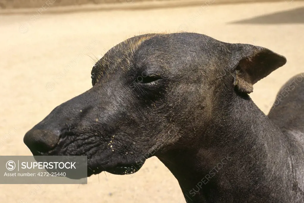 A Peruvian hairless dog helps guard the Chimu site of Chan Chan in northern Peru. This breed is thought to have been around before the Incas and served as a lap dog (the breed is warm to the touch) and a source of meat for Peruvian nobility.
