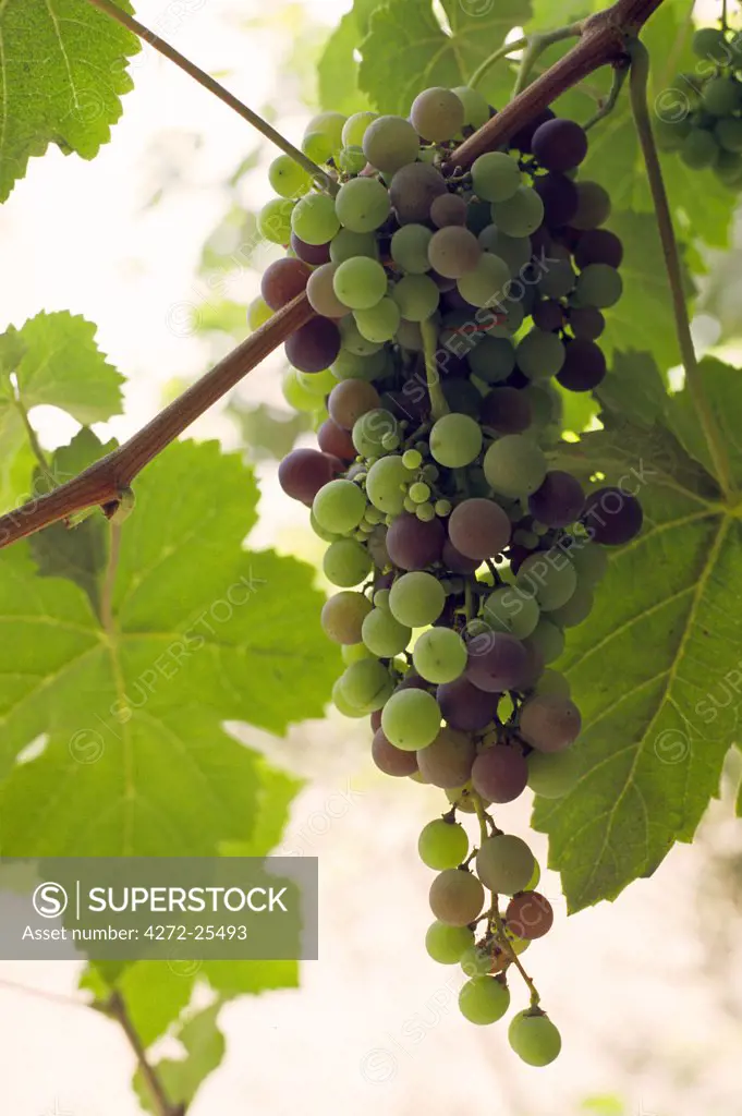 Grapes for the production of wine hang from a grapevine at the Bodega El Catador, near Ica in Peru