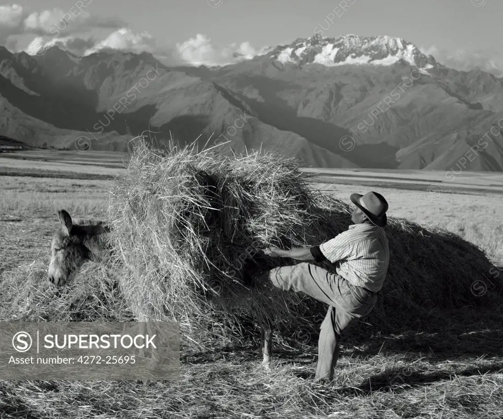 Peru, Urubamba Valley.  A farmer loads hay onto his donkey.