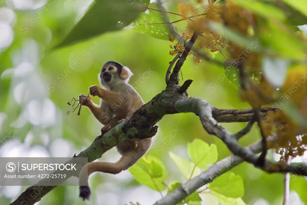 Peru. A Squirrel monkey feeds on flowers in the lush, tropical forest on the banks of the Madre de Dios River.