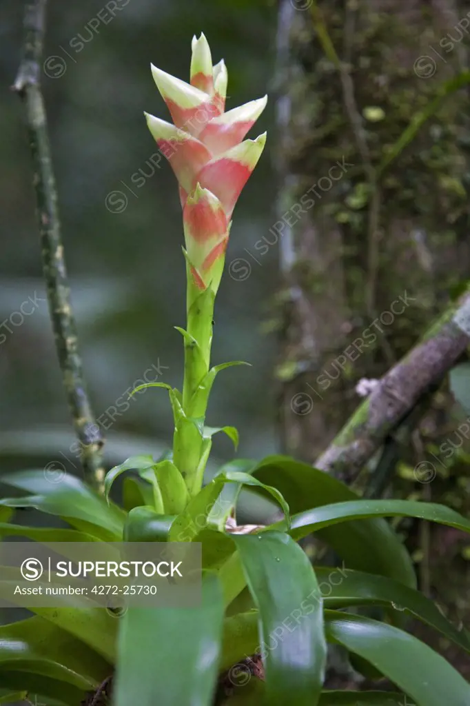 Peru. A bromeliad growing in the tropical forest of the Amazon Basin. The best-known bromeliad is the pineapple.
