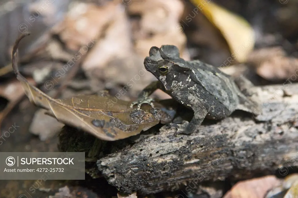 Peru. A Crested Forest Toad in the tropical forest of the Amazon Basin.