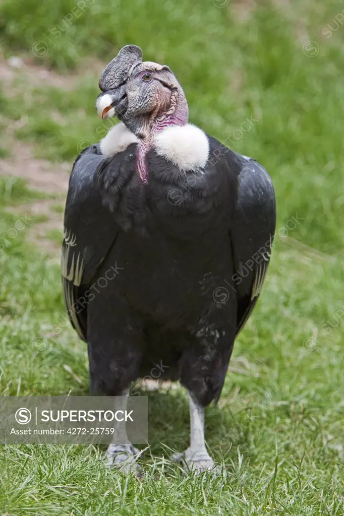 Peru. An Andean Condor, the largest flying land bird in the Western Hemisphere.