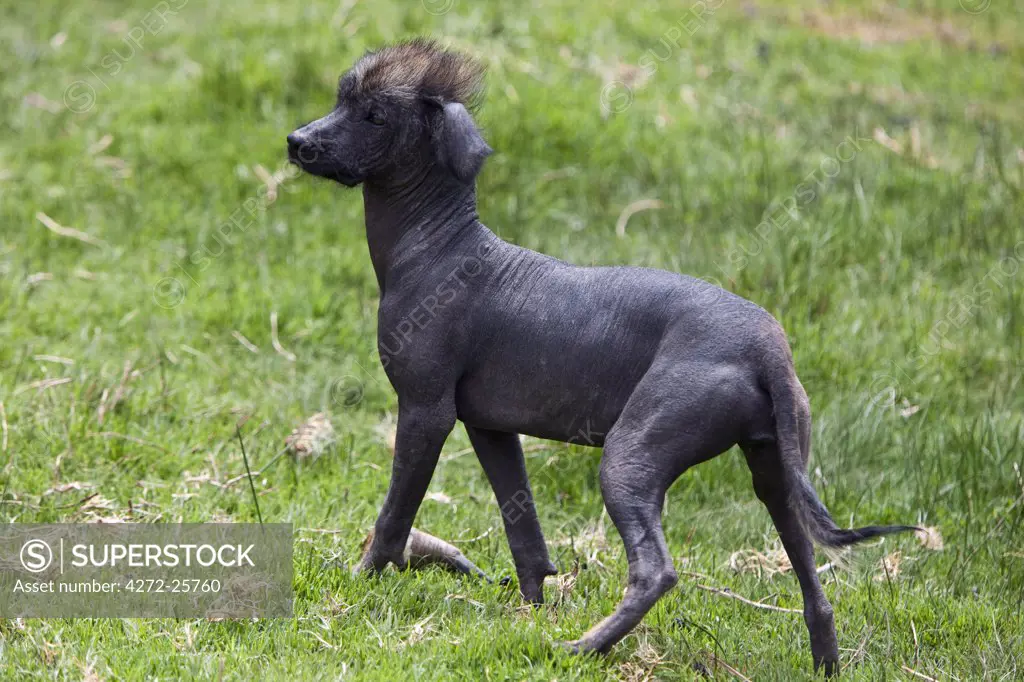 Peru. A Peruvian hairless dog. It has its origins in Peruvian pre-Inca cultures. Only have hair on the head and the tip of the tail