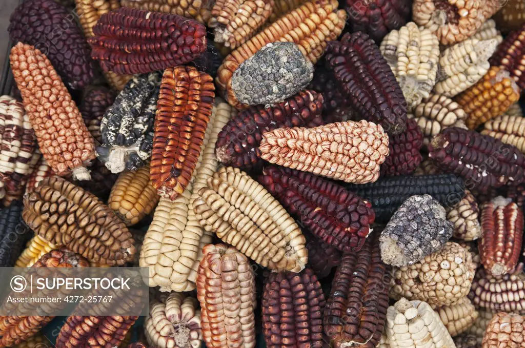 Peru. A large variety of maize cobs, or corn, displayed at Pisac market during the busy weekly Sunday market.