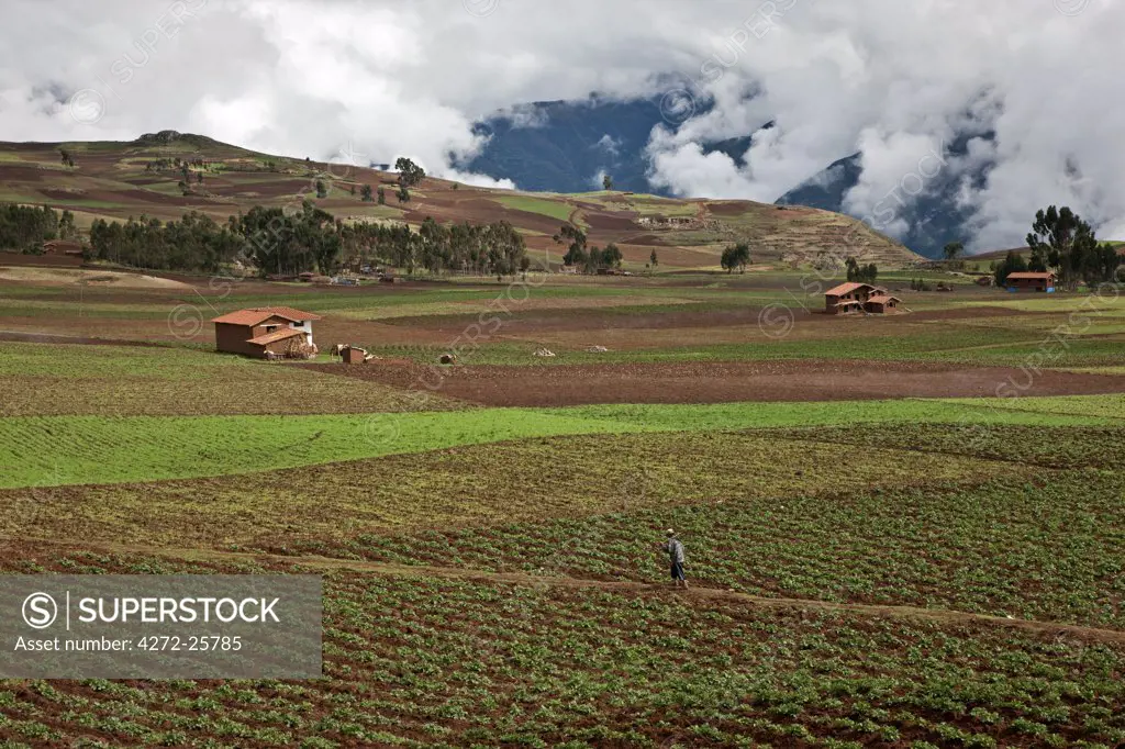 Peru, A man crosses fertile fields of growing crops in the rich farming country of the Urubamba Valley.
