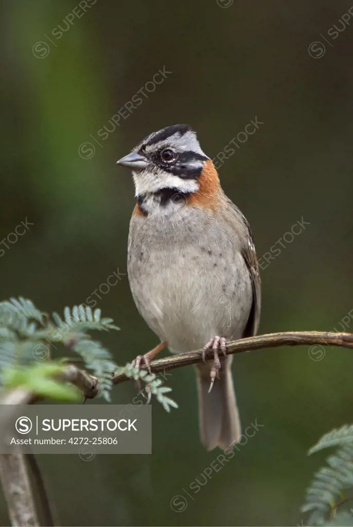 Peru, A rufous-collared sparrow. These birds are commonly seen around the world-famous Inca ruins at Machu Picchu.