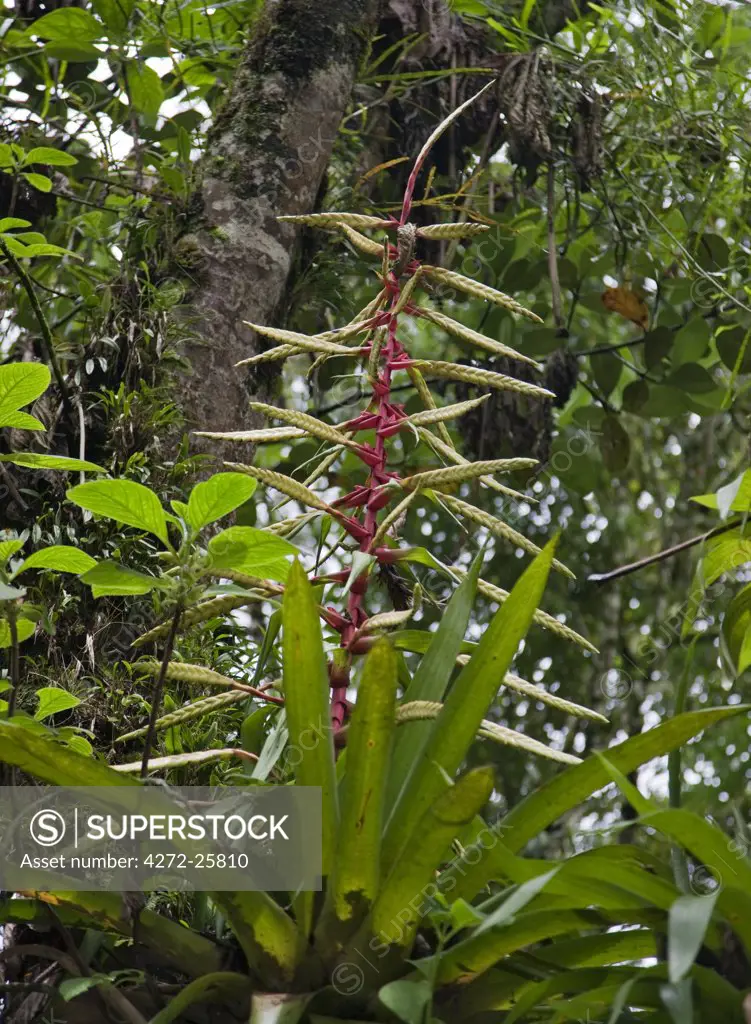 Peru, The striking Guzmania bromeliad growing beside the Urubamba River near Aguas Calientes is both terrestrial and epiphytic.