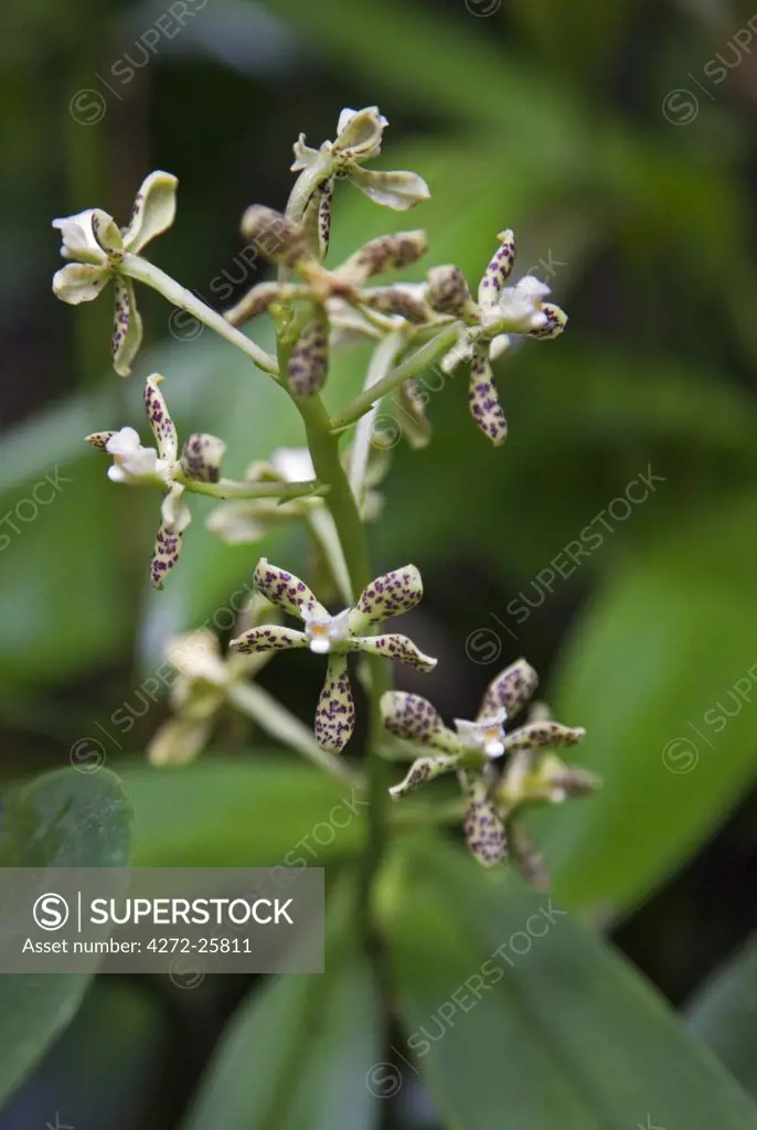 Peru, A Prosthechea orchid, both terrestrial and lithophytic, grows in the cloud forest beside the Urubamba River.