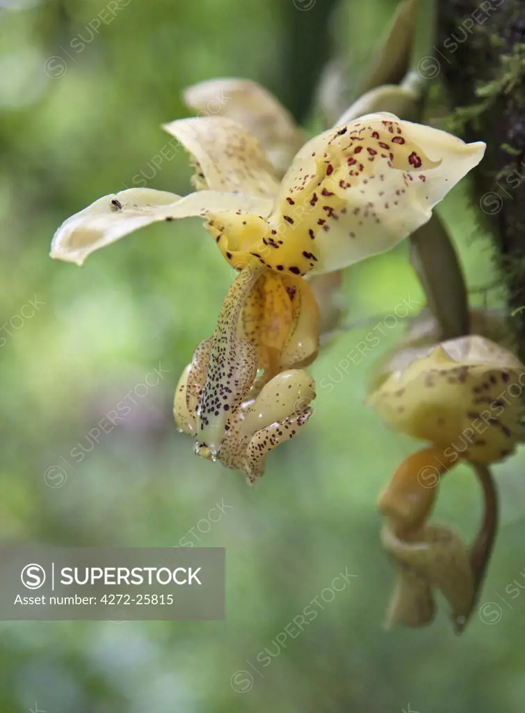 Peru, The strongly scented wax-like blossom of a Stanhopea orchid growing beside the Urubamba River.