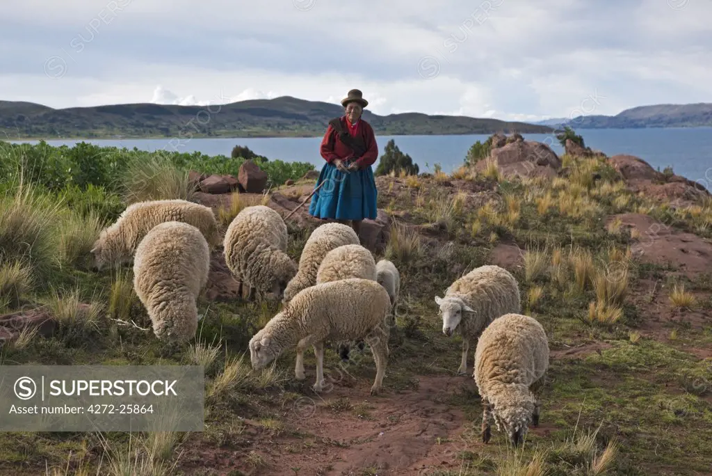 Peru, An old native Indian woman herds her flock of sheep on meagre pasture near the shores of Lake Titicaca.