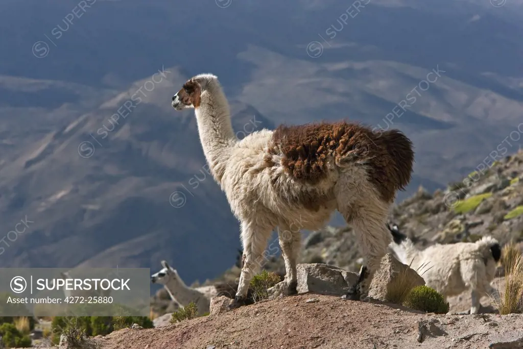 Peru, Llamas in the bleak altiplano of the high Andes near Colca Canyon.