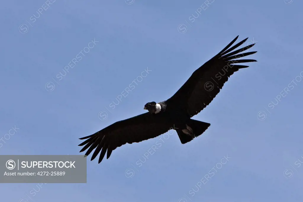 Peru, A magnificent Andean Condor above the Colca Canyon. At 3,191 metres, this canyon is the second deepest in the world.