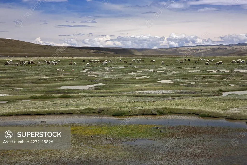Peru, A seasonal lake on the altiplano of the high Andes between Arequipa and the Colca Canyon affords good grazing for alpacas.