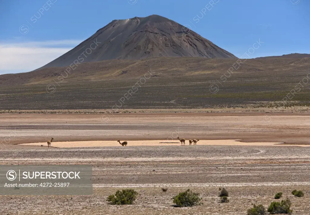 Peru, Vicunas on the salt flats of the seasonal Laguna de Salinas beneath El Misti volcano near Arequipa.