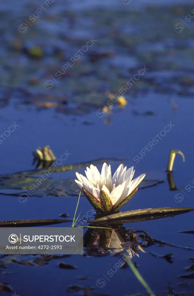 Water lilies carpet much of the Okavango's channels