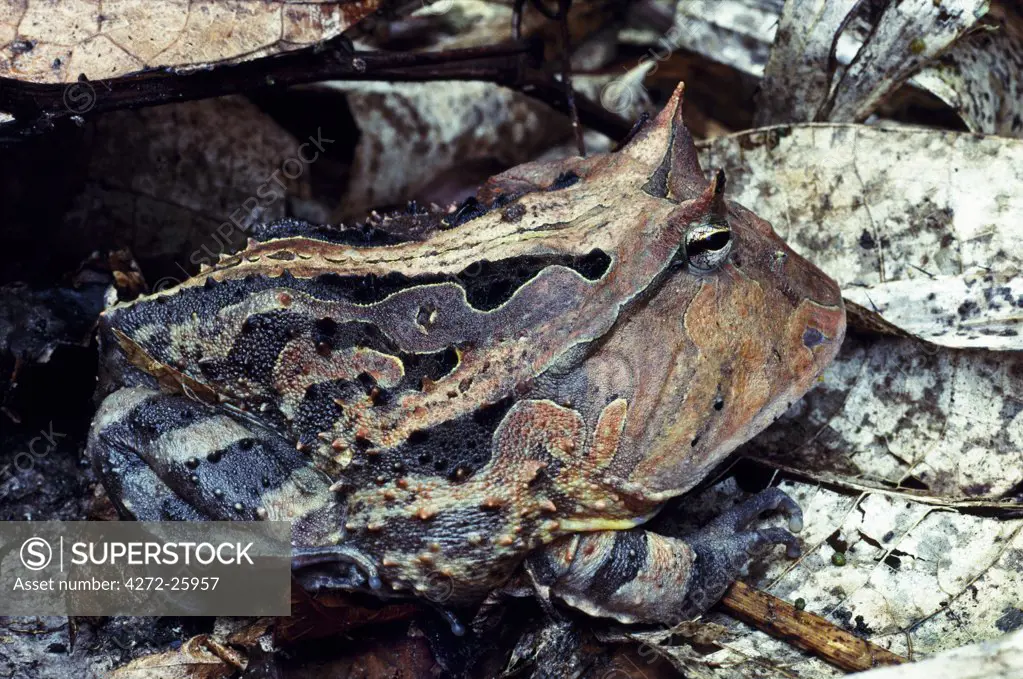 Horned Toad (Ceratophrys cornuta) . This is essentially a mouth with feet, and will eat anything smaller than itself, other toads included. Such is their camouflage that they are best found at night betrayed by eyeshine with a torch.