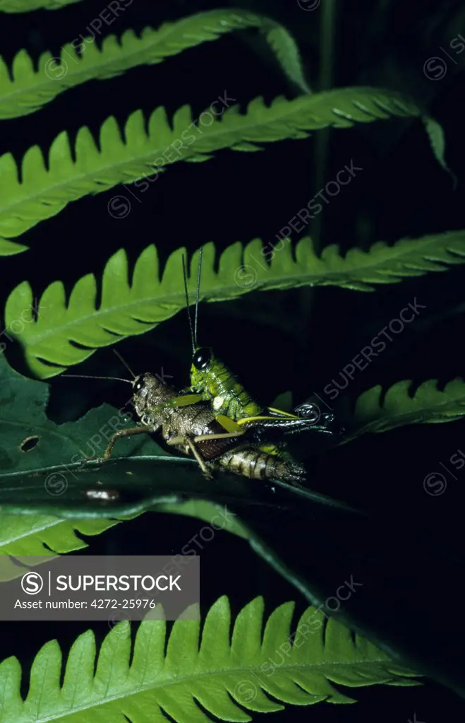 Grass hoppers mating at night on a fern in the rainforest.  The female is notably larger than the male.