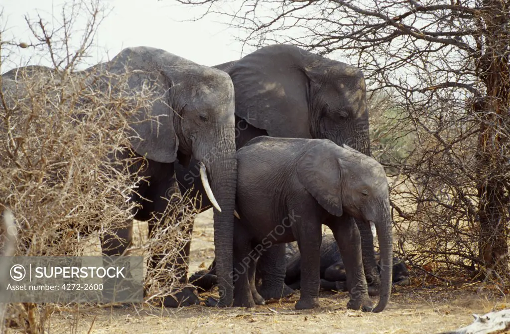 Elephants family group, Chobe National Park.
