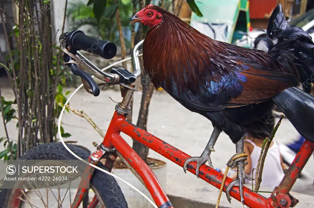 Philippines, Luzon, Manila. Rooster standing on bicycle frame.