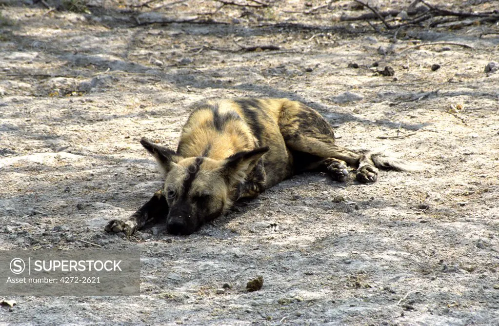 Botswana, Okavango Delta, Moremi Game Reserve. Wild Dog (Lycaeon pictus) lying in the shade during the heat of the day