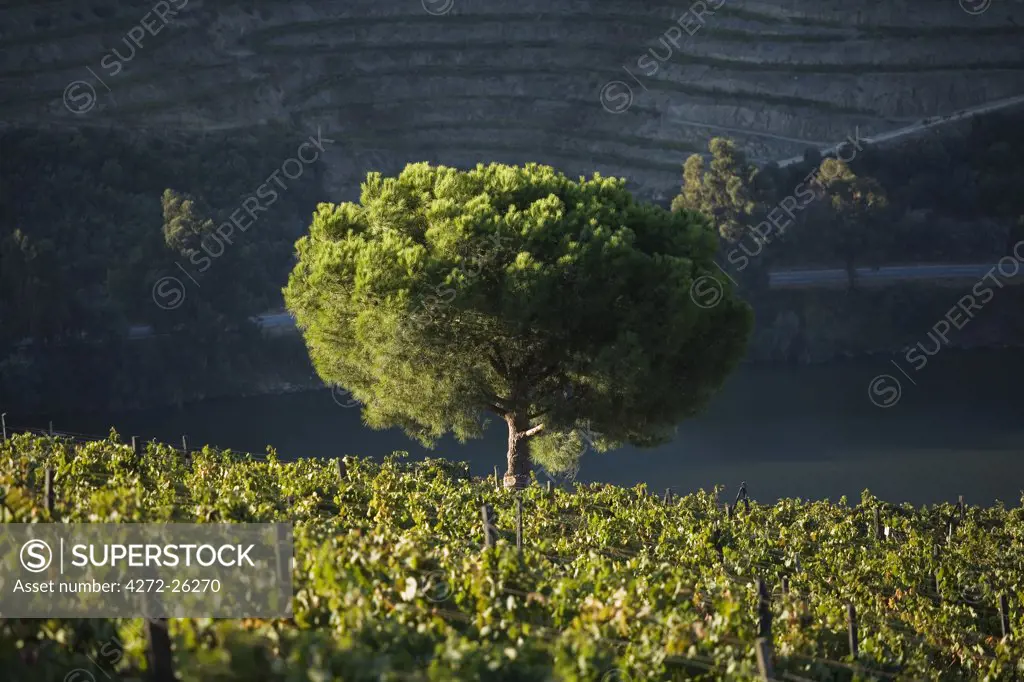 Portugal, Douro Valley, Pinhao. A small tree stands alone at dawn in the middle of thousands of grape vines during the september wine harvest in Northern Portugal in the renowned Douro valley. The valley was the first demarcated and controlled winemaking region in the world. It is particularly famous for its Port wine grapes.