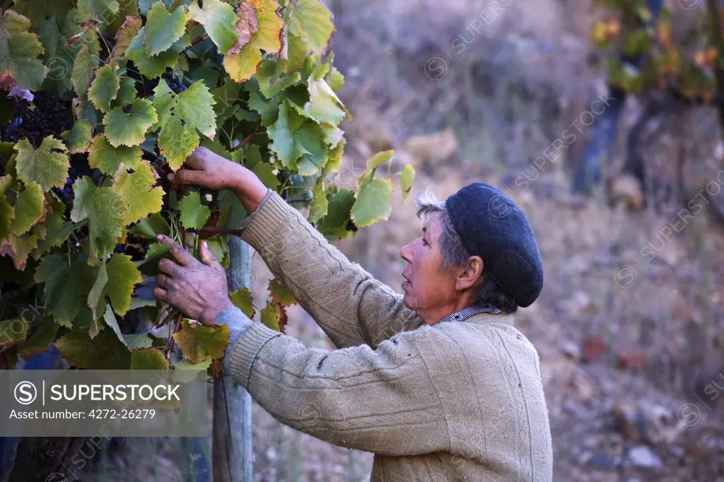 Portugal, Douro Valley, Pinhao. A Portuguese woman picks grapes during the september wine harvest in Northern Portugal in the renowned Douro valley. The valley was the first demarcated and controlled winemaking region in the world.
