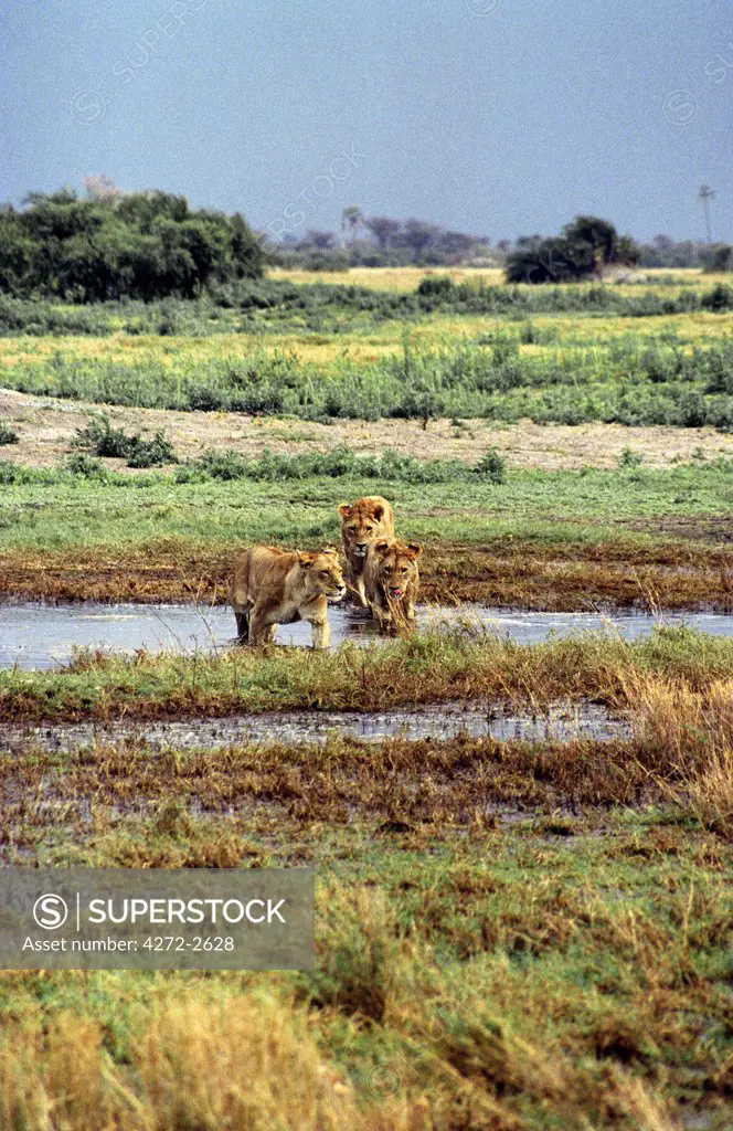 Botswana, Okavango Delta, Moremi Game Reserve. Young lions from the Tsaro Pride cross a stream