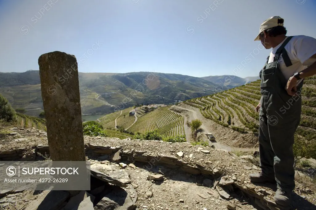 Portugal, Douro Valley, Pinhao. A farmer looks out onto the Quinta Nova de Nossa Senhora do Carmo estate in the Douro valley in the middle of the grape harvest in September. The monument in the picture represents one of the edges of the area demarcated specifically for Port grapes by the Marque de Pombal in 1756. The area became the first controlled and demarcated winemaking regions in the world.