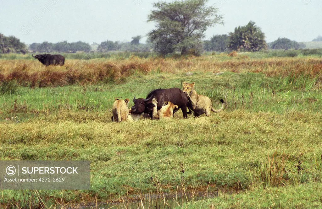 Botswana, Okavango Delta, Moremi Game Reserve. Lions of the Tsaro Pride bringing down a Buffalo