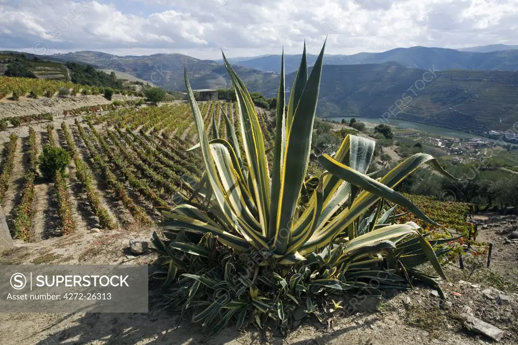 Portugal, Douro Valley, Pinhao. A cactus stands alone surrounded by thousands of grape vines during the september wine harvest in Northern Portugal in the renowned Douro valley. The valley was the first demarcated and controlled winemaking region in the world. It is particularly famous for its Port wine grapes.