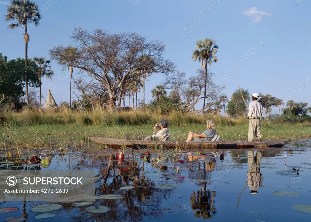 A boatman in his mokoro dug out canoe takes tourists game viewing along one of the myriad waterways of the Okavango delta.  Here, they pause to watch an elephant feed beneath Borassus Palms. Fed by the Okavango River, which rises in Angola, the Okavango swamp covers an area of 6,500 square miles and is a haven for wildlife.