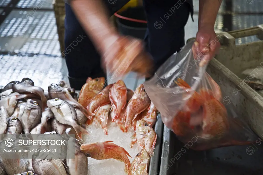 Portugal, Ilha de Madeira, Funchal, Santa Luzia. A fishmonger packs fish in the fish market in Santa Luzia