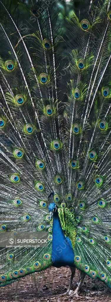 Portugal, Ilha, da Madeira, Funchal, Terreiro da Luta. A peacock displays its plumage in the Funchal Botanical Gardens.