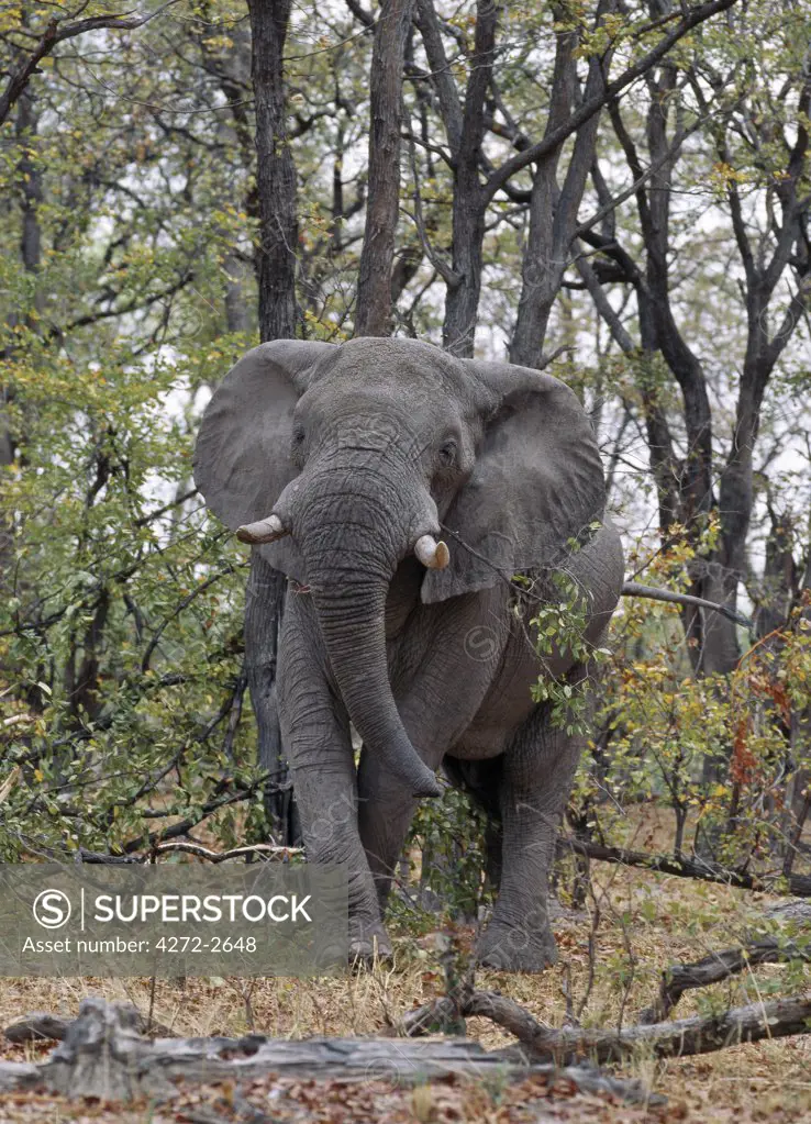 A lone bull elephant looks menacing in a wooded area of the Moremi Wildlife Reserve. Moremi incorporates Chiefs Island and was the first reserve in Africa to be created by indigenous Africans.