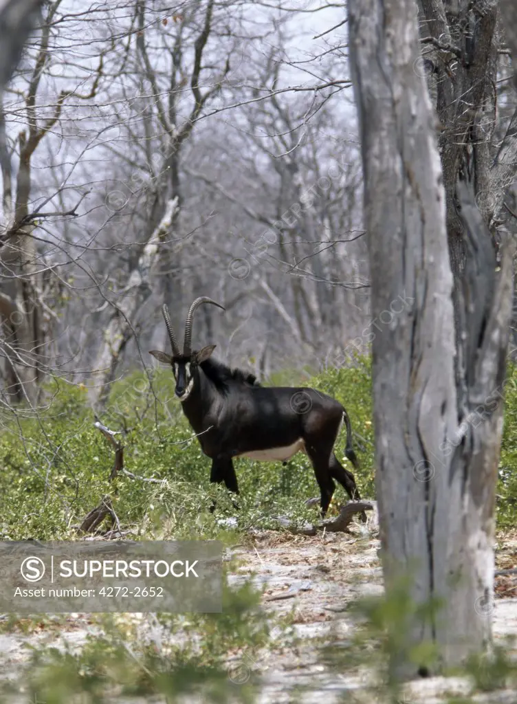 A fine Sable antelope bull pauses in woodland in the Moremi Wildlife Reserve.  With their jet black coats, and white faces and underbellies, they are one of Africas most beautiful antelopes.Moremi incorporates Chiefs Island and was the first reserve in Africa to be created by indigenous Africans.