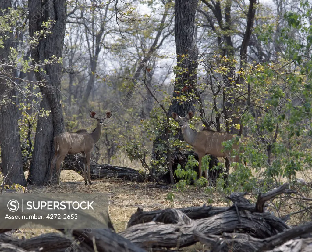A young male and female Greater Kudu blend into their surroundings in a woodland area of the Moremi Wildlife Reserve.Moremi incorporates Chiefs Island and was the first reserve in Africa to be created by indigenous Africans.