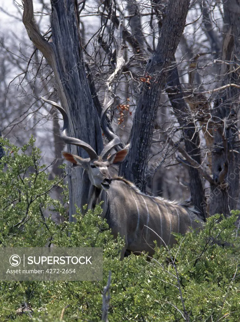 Botswana, Okavango Delta, Moremi Wildlife Reserve. A magnificent Greater Kudu characterised by the side stripes on its grey brown coat and double spiralled corkscrew horns, blends into its surroundings in a woodland area of the Moremi Wildlife Reserve.