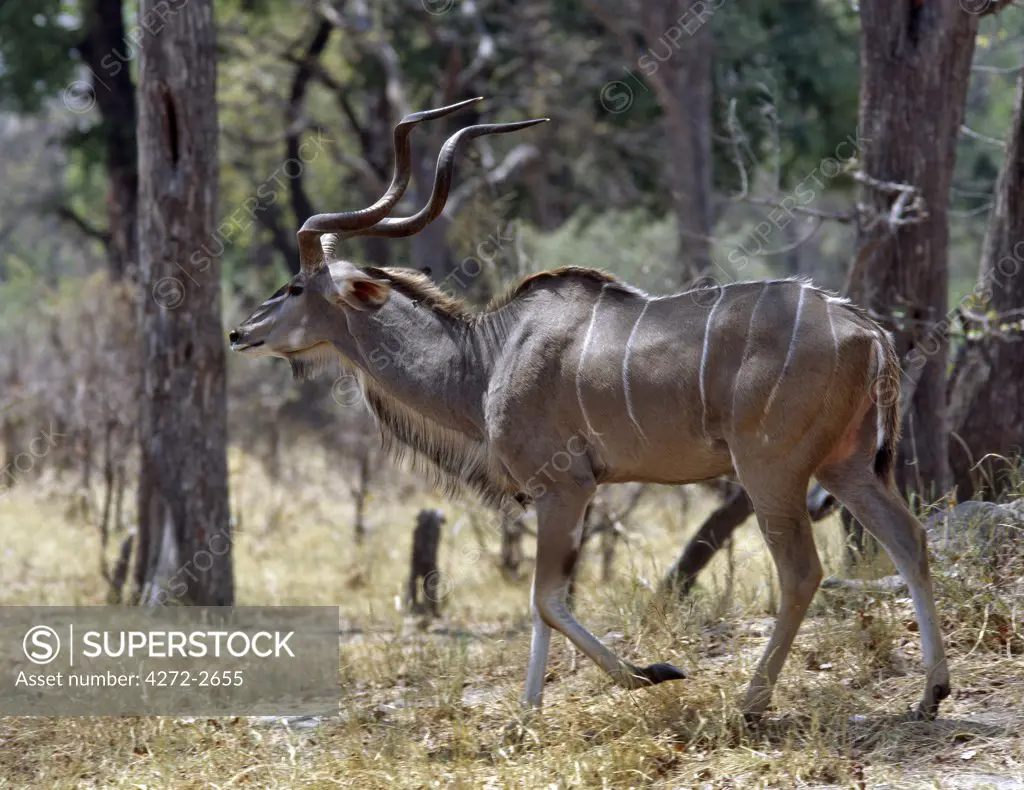 A magnificent Greater Kudu characterised by the side stripes on its grey brown coat and double spiralled corkscrew horns, blends into its surroundings in a woodland area of the Moremi Wildlife Reserve.