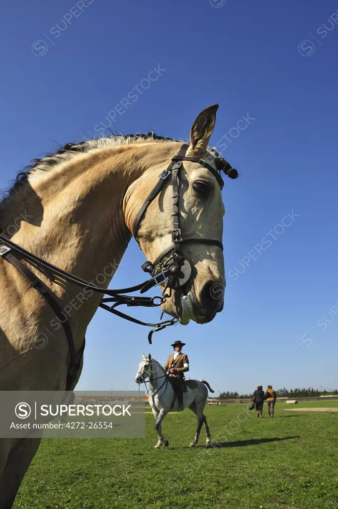 Lusitano portuguese horses. A pure breed of Portugal