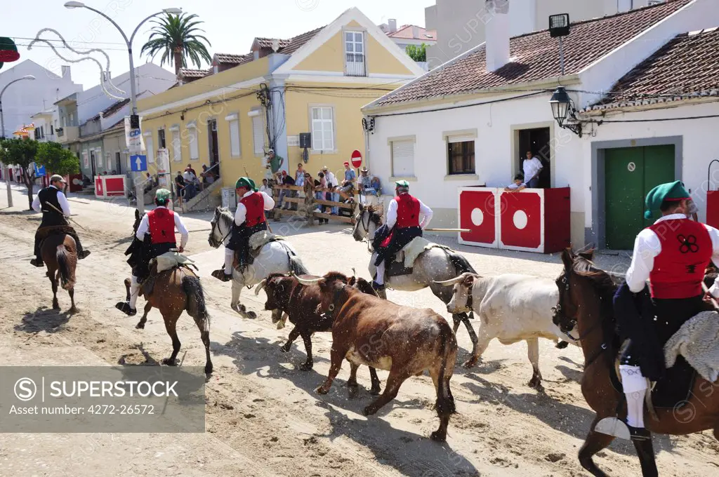 Traditional running of wild bulls in Alcochete, Portugal